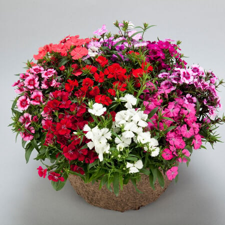 Mix Diamond, Dianthus - Packet image number null